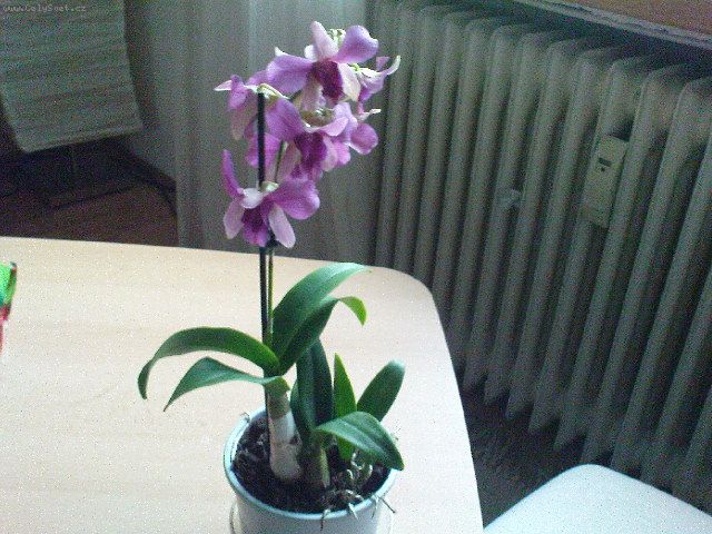 Foto: NOV DENDROBIUM-Dobr den, dostala jsem orchidejku dendrobium a dost dobe nevm jak na ni.