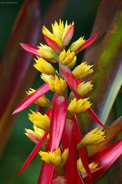 Fotky: chmea (foto, obrazky)