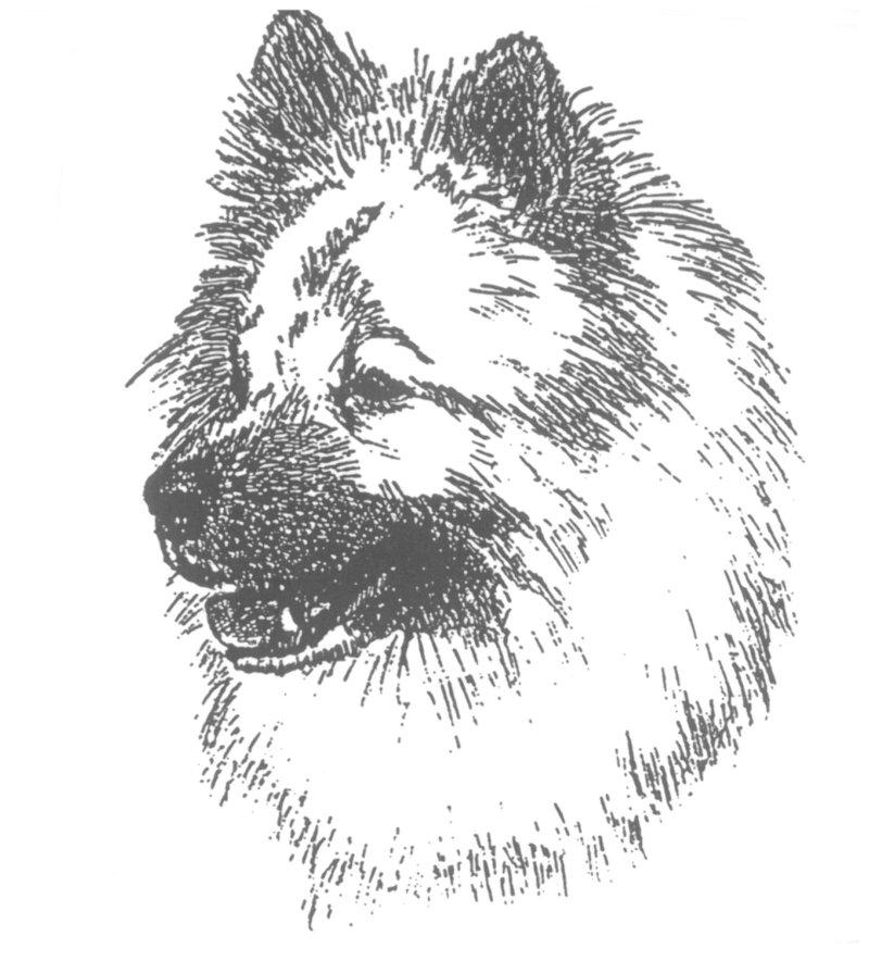 Fotky: Eurasier (foto, obrazky)