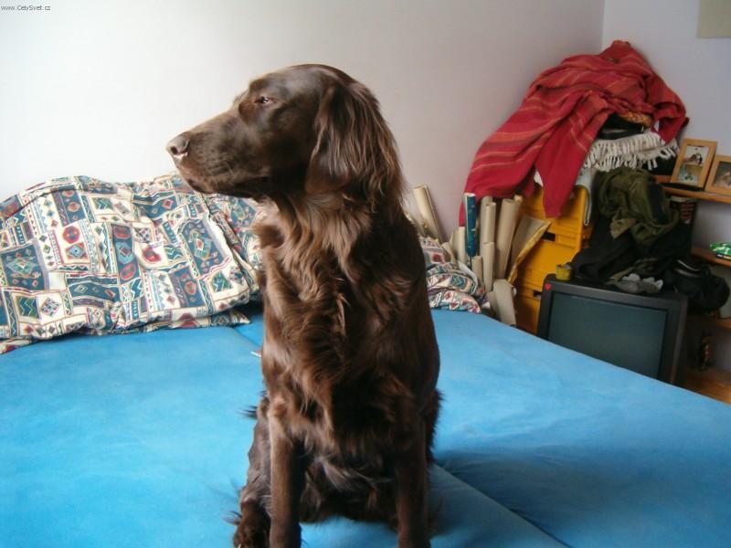 Fotky: Flat Coated Retriever (foto, obrazky)