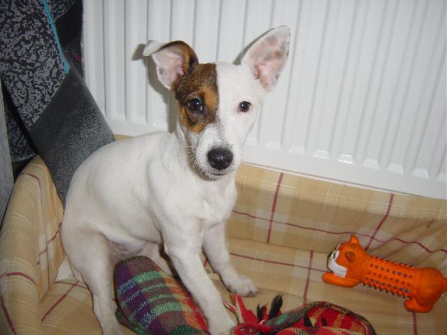 Fotky: Jack Russelv Terir (foto, obrazky)