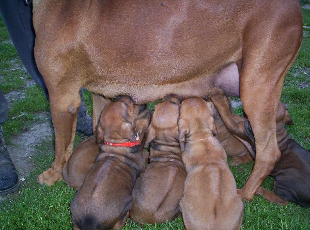 Fotky: Rhodsk ridgeback, Rhodzsk ridgeback (foto, obrazky)