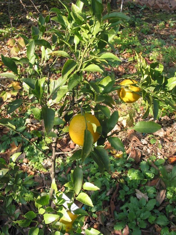 Fotky: Satsuma, mandarinka uniu (foto, obrazky)