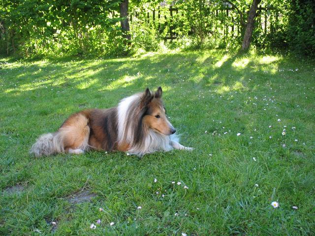 Fotky: Sheltie (foto, obrazky)