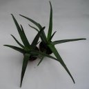 Pokojov rostliny: Kaktusy > Aloe vera (Aloe)