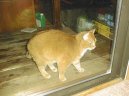Koky: Aktivn > Americk krtkosrst koka (American Shorthair Cat)