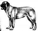 Ps plemena: Pinov, knrai a molossoidn > Anatolsk pasteveck pes (Anatolian Shepherd Dog, Anatolian Karabash Dog)