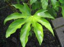 :  > Arlie, prodara japonsk (Fatsia japonica)