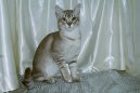 Koky: Ptuln a ptelsk > Asian Tabby (Asian Tabby Cat)