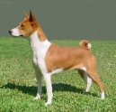 Basenji