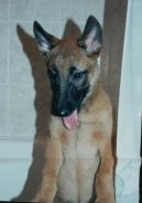 Belgick ovk - Malinois