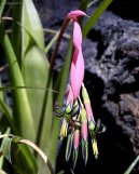 Pokojov rostliny:  > Billbergie (Billbergia)