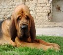 Bloodhound