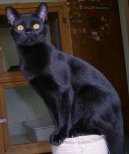 Koky: Ptuln a ptelsk > Bombajsk koka (Bombay cat)
