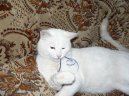 Koky:  > Britsk krtkosrst koka (British Shorthair Cat)