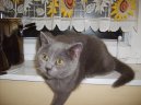 Koky: Ptuln a ptelsk > Britsk krtkosrst koka (colourpoint) (Kitten in the house)
