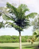 Pokojov rostliny: Palmy > Palicha, karyota (Caryota mitis)