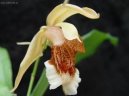 Pokojov rostliny: Orchideje > Celogyne (Coelogyne)