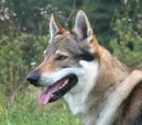 Fotky: eskoslovensk vlk (foto, obrazky)