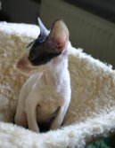 Cornish Rex