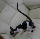 Fotky: Cornish Rex (foto, obrazky)