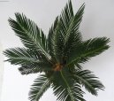 :  > Cykas japonsk (Cycas revoluta)