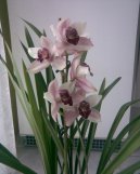 Pokojov rostliny: Orchideje > Cymbidium (Cymbidium orchid)