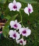 Pokojov rostliny: Orchideje > Dendrobium (Dendrobium aphrodite)