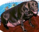 Ps plemena:  > Diagnostika gravidity u feny (Pregnant dog)