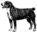 Ps plemena:  > Entlebuchsk salanick pes (Entlebucher Sennenhund)