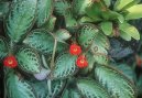 Episcia