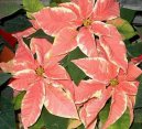 :  > Pryec ndhern, vnon hvzda, poinsetie (Euphorbia pulcherrima)