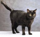 Koky:  > Evropsk krtkosrst koka (European Shorthair Cat)