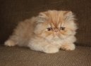 Koky:  > Exotick dlouhosrst koka (Exotic Longhair Cat)