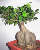 Pokojov rostliny: Bonsaje > Fkovnk (Ficus Retusa)