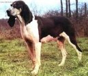 :  > Velk francouzsko-anglick blo-ern honi (Great Anglo-French White and Black Hound)