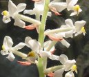 Pokojov rostliny: Orchideje > Haemaria (Haemaria discolor)