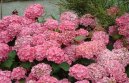 Pokojov rostliny:  > Hortenzie velkolist (Hydrangea)