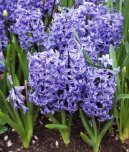 :  > Hyacint vchodn (Hyacinthus  orientalis)