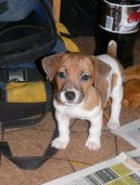 Fotky: Jack Russelv Terir (foto, obrazky)