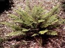 :  > Kapradina bodlinat (Polystichum)