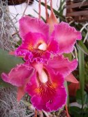 Pokojov rostliny: Orchideje > Katleja (Cattleya)