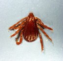 :  > Kl횝ata a Boreliza (Ticks and fleas)
