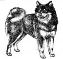 :  > Laponsk pes (Swedish Lapphund, Ruotsinlapinkoira, Lapphund)
