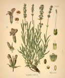 Pokojov rostliny:  > Levandule Lkask (Lavandula angustifolia)