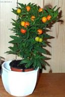 Pokojov rostliny:  > Lilek ozdobn (Solanum capsicastrum)