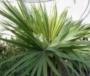 Pokojov rostliny: Palmy > Livistonie (Livistona)