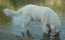 Ps plemena:  > Maremmansko-abruzsk pasteveck pes (Maremma and Abruzzes Sheepdog)