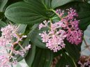 Medinilla magnifica