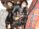 Ps plemena:  > Moskevsk dlouhosrst toy terir (Moscow Toy Terrier)